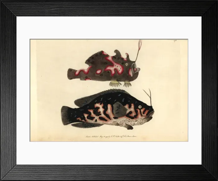 Framed Print : The warty or clown frogfish, Antennarius maculatus Framed Print : The warty or clown frogfish, Antennarius maculatus