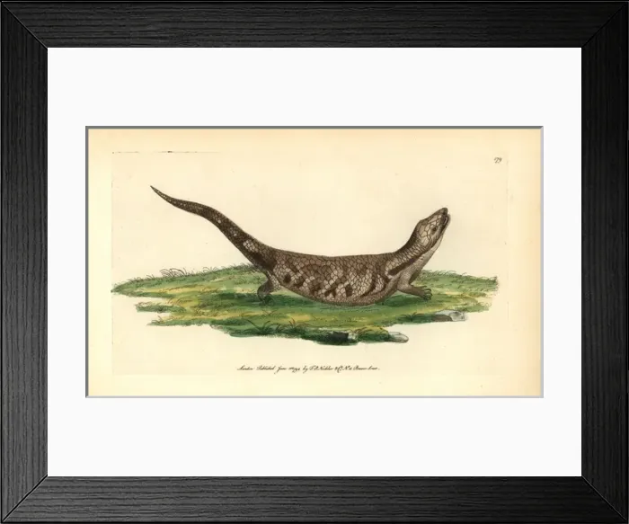 Framed Print : Eastern blue-tongued lizard, Tiliqua scincoides scincoides Framed Print : Eastern blue-tongued lizard, Tiliqua scincoides scincoides