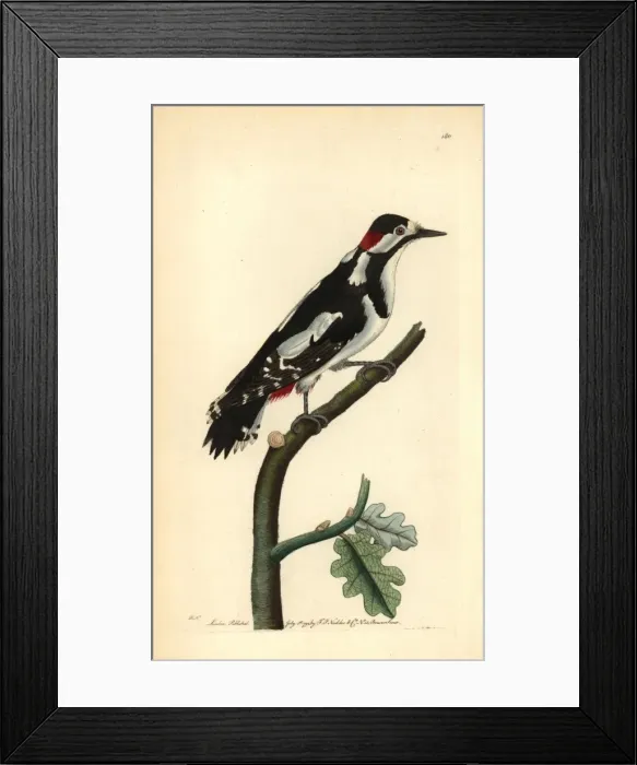 Framed Print : Great spotted woodpecker, Dendrocopos major Framed Print : Great spotted woodpecker, Dendrocopos major