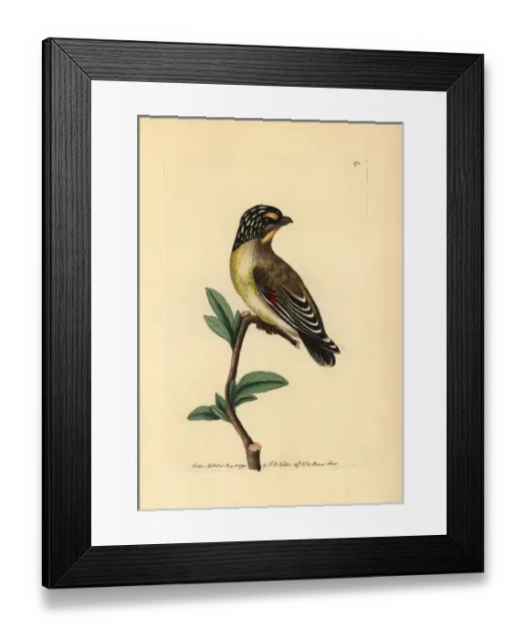 Framed Print : Striated pardalote, Pardalotus striatus Framed Print : Striated pardalote, Pardalotus striatus
