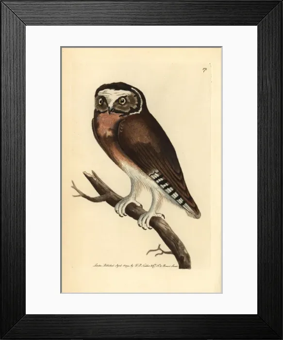Framed Print : Northern saw-whet owl (young), Aegolius acadius