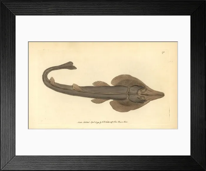 Framed Print : Eastern shovelnose ray, Aptychotrema rostrata Framed Print : Eastern shovelnose ray, Aptychotrema rostrata
