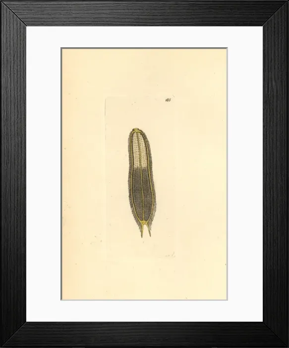 Framed Print : Microscopic scolopendra, Scolopendra microscopia Framed Print : Microscopic scolopendra, Scolopendra microscopia