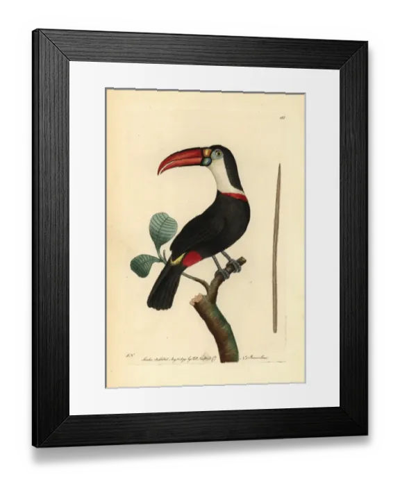 Framed Print : White-throated toucan, Ramphastos tucanos Framed Print : White-throated toucan, Ramphastos tucanos