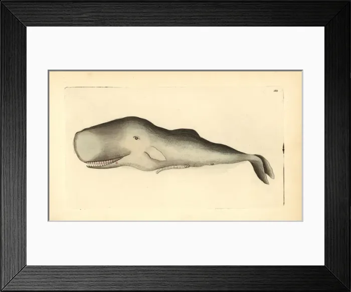 Framed Print : Sperm whale, Physeter macrocephalus Framed Print : Sperm whale, Physeter macrocephalus