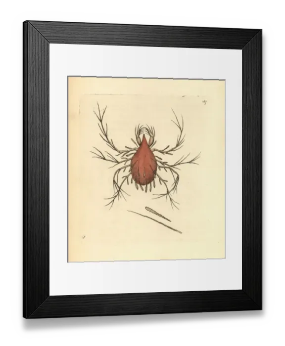Framed Print : Long-legged cannibal mite, Cheletomorpha lepidopterorum Framed Print : Long-legged cannibal mite, Cheletomorpha lepidopterorum