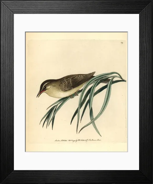 Framed Print : Willow warbler, Phylloscopus trochilus Framed Print : Willow warbler, Phylloscopus trochilus