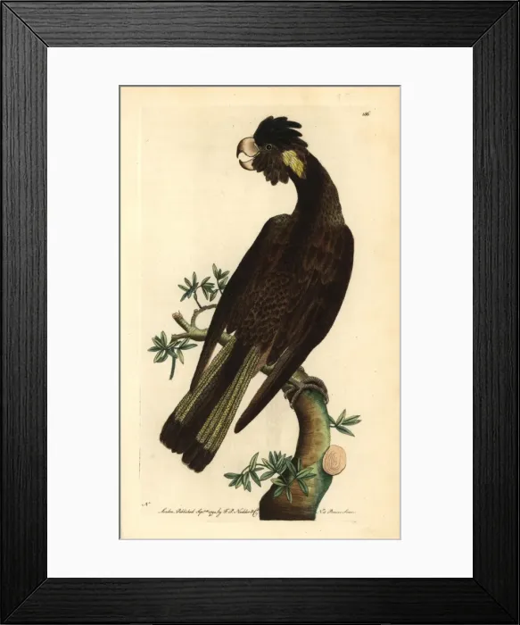 Framed Print : Yellow-tailed black cockatoo, Calyptorhynchus funereus Framed Print : Yellow-tailed black cockatoo, Calyptorhynchus funereus