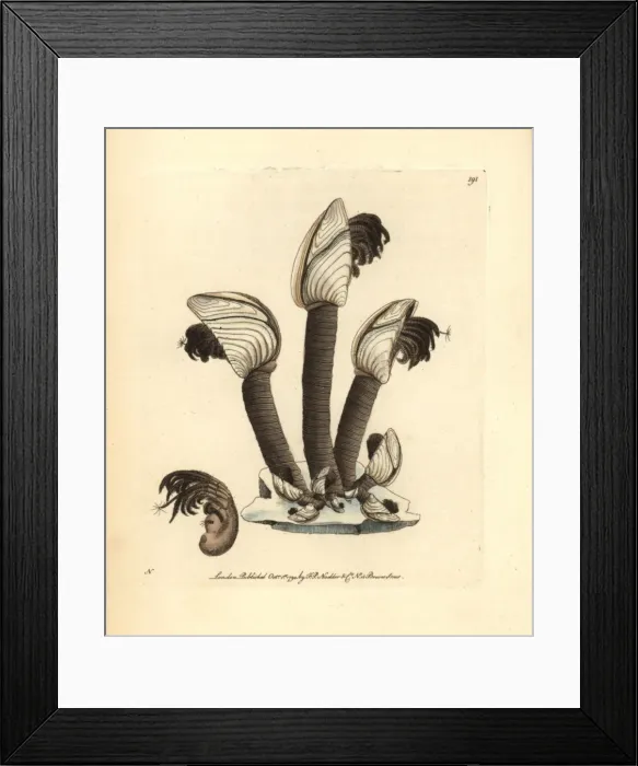 Framed Print : Goose barnacle, Lepas anatifera Framed Print : Goose barnacle, Lepas anatifera
