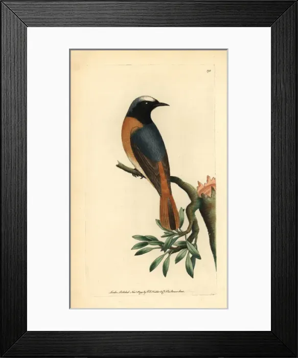 Framed Print : Redstart, Phoenicurus phoenicurus Framed Print : Redstart, Phoenicurus phoenicurus