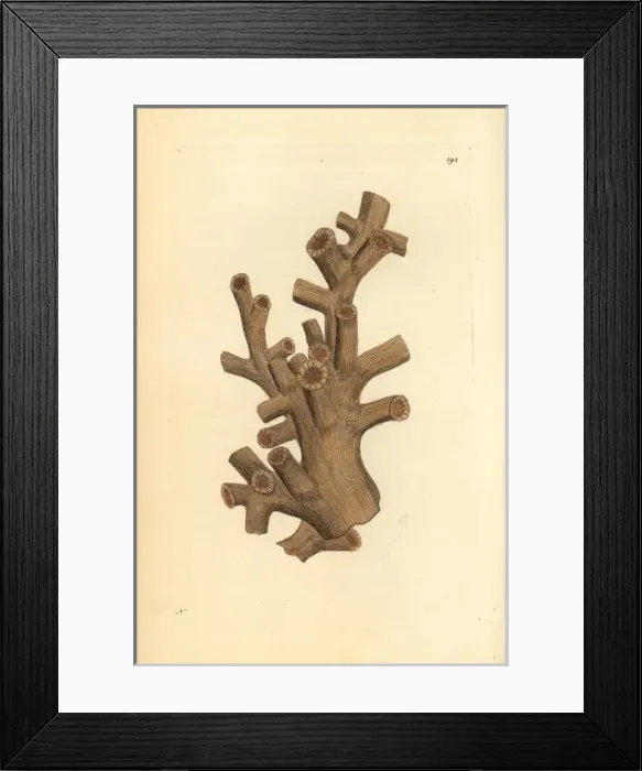 Framed Print : Dendrophyllia ramea stony coral Framed Print : Dendrophyllia ramea stony coral