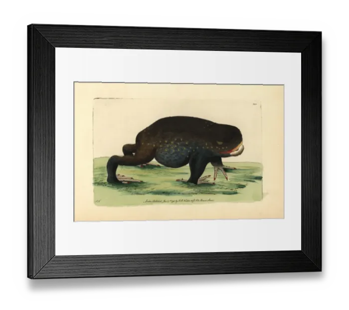 Framed Print : Giant burrowing frog, Heleioporus australiacus Framed Print : Giant burrowing frog, Heleioporus australiacus