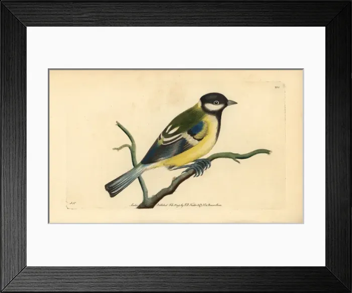 Framed Print : Great tit, Parus major Framed Print : Great tit, Parus major