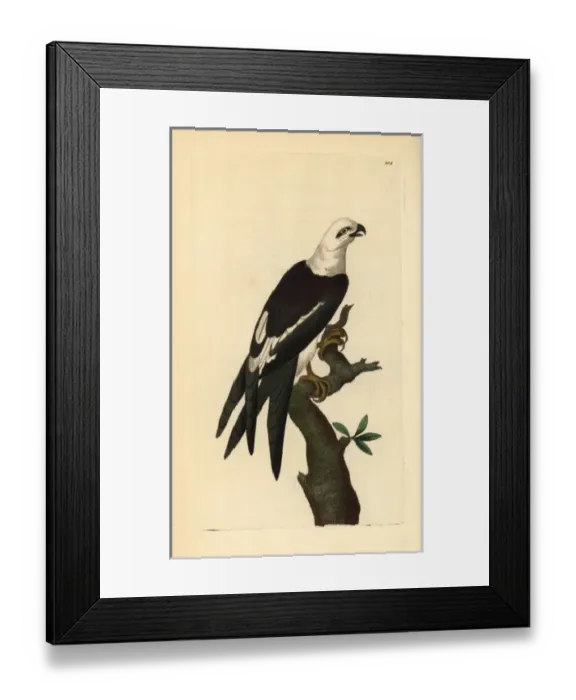 Framed Print : Swallow-tailed kite, Elanoides forficatus Framed Print : Swallow-tailed kite, Elanoides forficatus