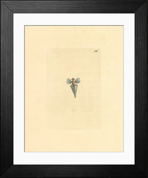 Framed Print : Sea butterfly, Clio pyramidata Framed Print : Sea butterfly, Clio pyramidata