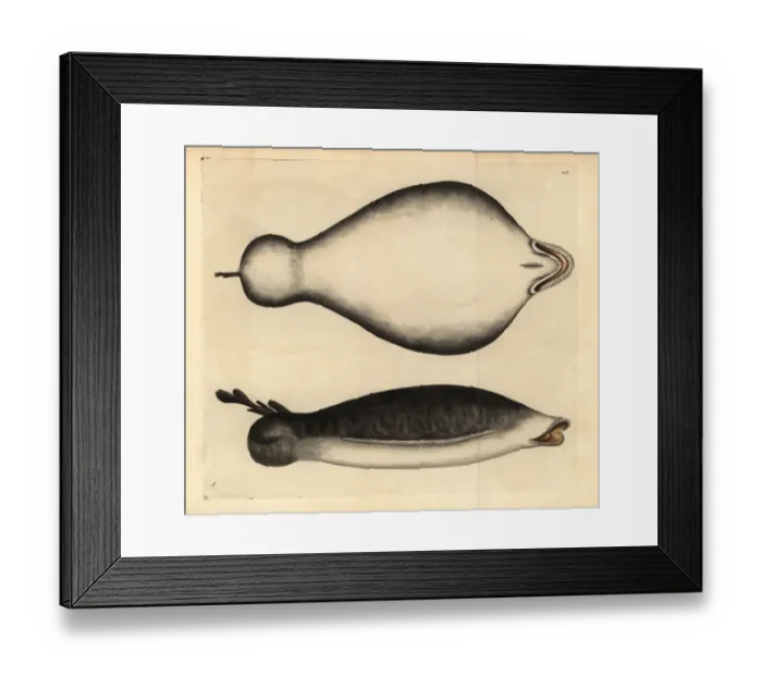 Framed Print : Coffin ray, Hypnos monopterygius Framed Print : Coffin ray, Hypnos monopterygius