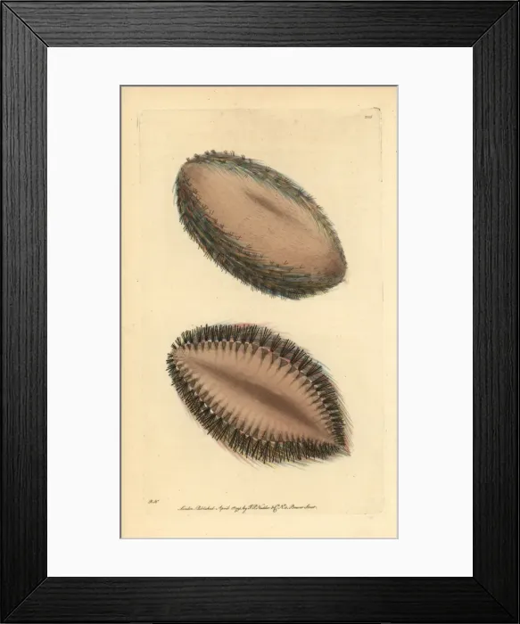 Framed Print : Sea mouse, Aphrodita aculeata