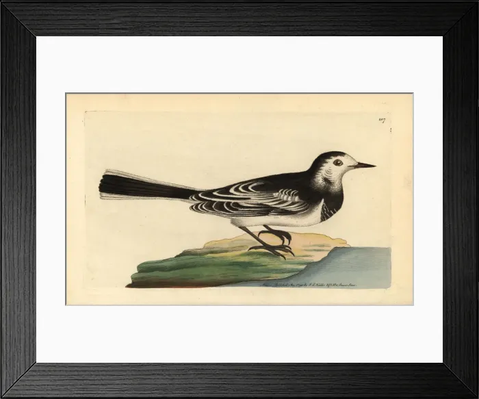 Framed Print : White wagtail, Motacilla alba Framed Print : White wagtail, Motacilla alba