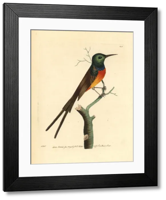 Framed Print : Orange-breasted sunbird, Anthobaphes violacea Framed Print : Orange-breasted sunbird, Anthobaphes violacea