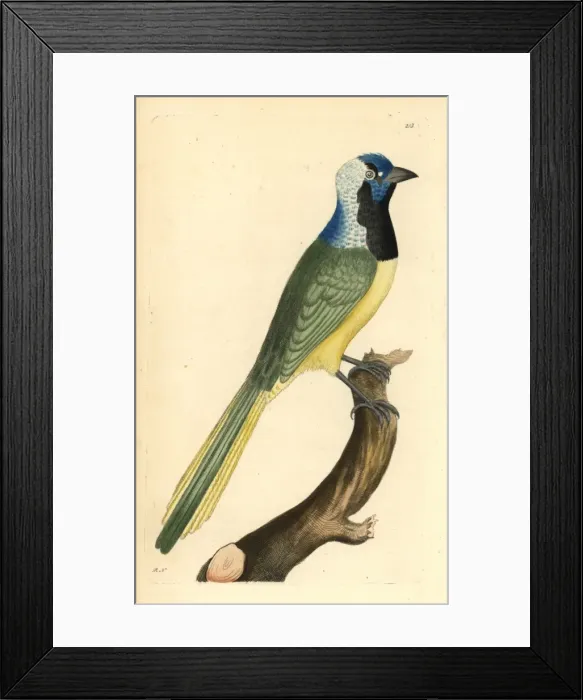 Framed Print : Green jay, Cyanocorax yncas Framed Print : Green jay, Cyanocorax yncas