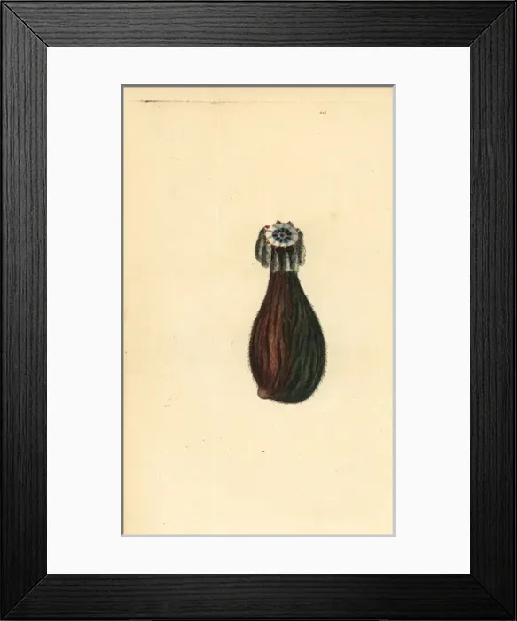 Framed Print : Sea squirt, Clavelina fasciculata Framed Print : Sea squirt, Clavelina fasciculata