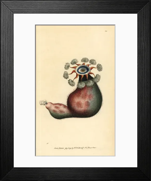 Framed Print : Sea squirt, Clavelina fasciculata Framed Print : Sea squirt, Clavelina fasciculata