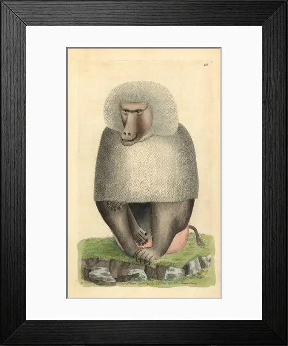 Framed Print : Hamadryas baboon, Papio hamadryas Framed Print : Hamadryas baboon, Papio hamadryas