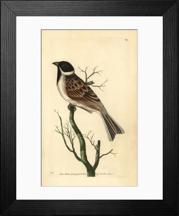 Framed Print : Reed bunting, Emberiza schoeniclus Framed Print : Reed bunting, Emberiza schoeniclus