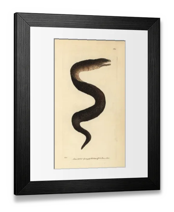 Framed Print : Turkey moray eel, Gymnothorax meleagris Framed Print : Turkey moray eel, Gymnothorax meleagris