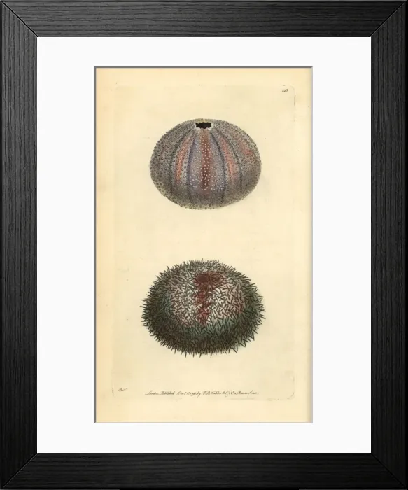 Framed Print : Edible sea urchin, Echinus esculentus Framed Print : Edible sea urchin, Echinus esculentus