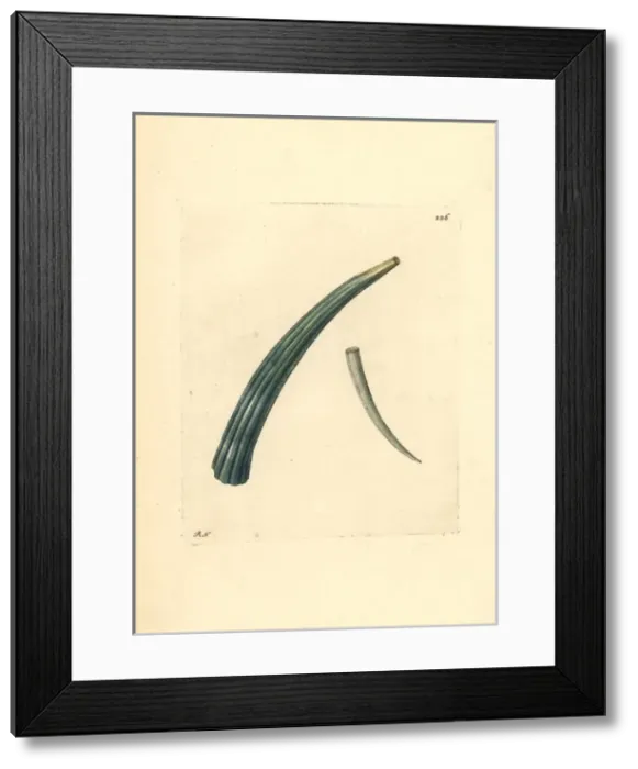 Framed Print : Elephant tusk, Dentalium elephantinum Framed Print : Elephant tusk, Dentalium elephantinum