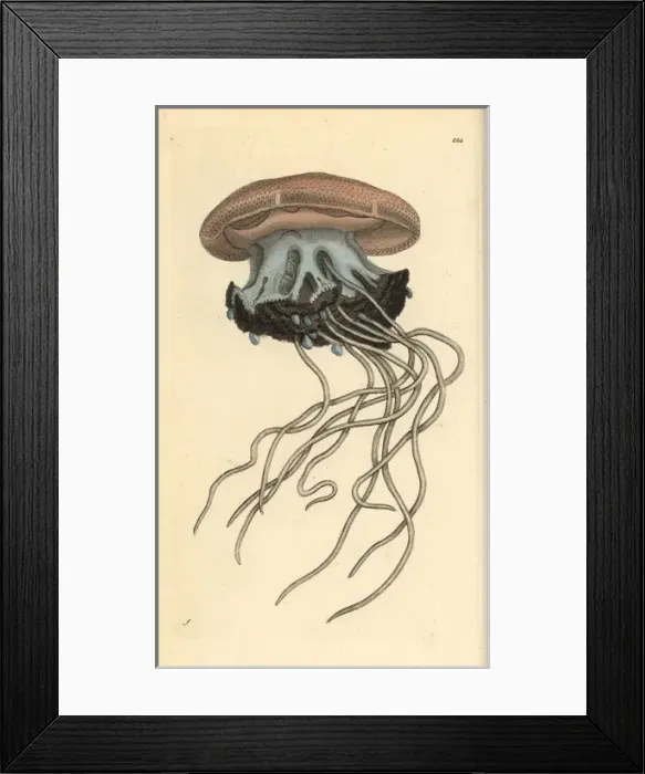 Framed Print : Rhizostoma cuvieri jellyfish Framed Print : Rhizostoma cuvieri jellyfish