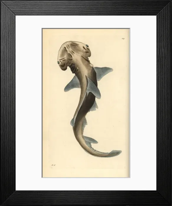 Framed Print : Bonnethead shark, Sphyma tiburo Framed Print : Bonnethead shark, Sphyma tiburo
