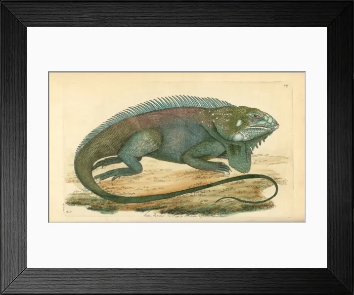Framed Print : Common or green iguana, Iguana iguana Framed Print : Common or green iguana, Iguana iguana