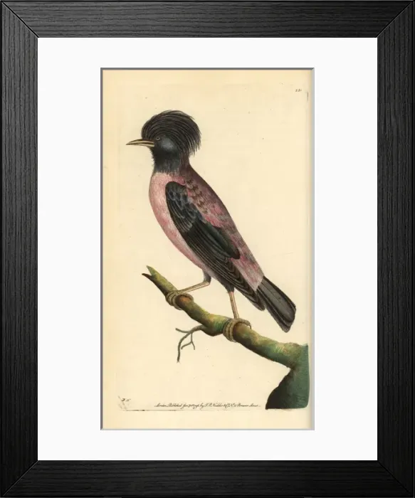 Framed Print : Rosy starling, Sturnus roseus Framed Print : Rosy starling, Sturnus roseus