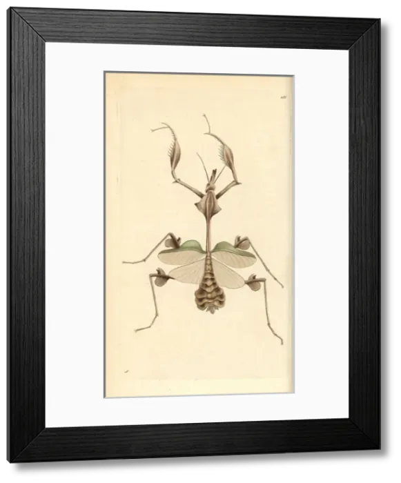 Framed Print : Wandering violin mantis, Indian rose mantis