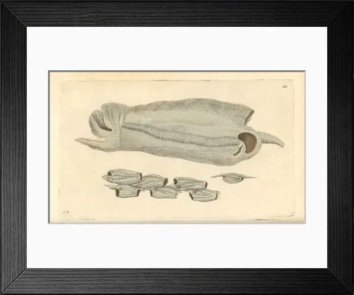 Framed Print : Great salpa, Salpa maxima Framed Print : Great salpa, Salpa maxima
