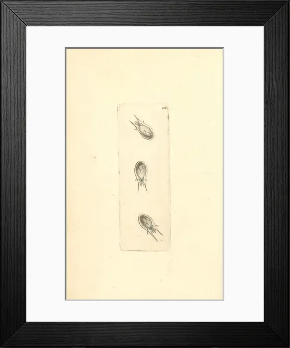 Framed Print : Plankton, Thalia democratica Framed Print : Plankton, Thalia democratica