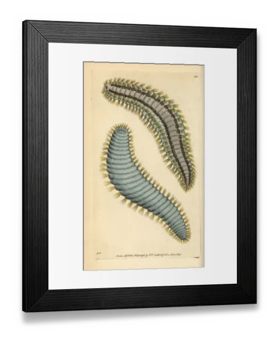 Framed Print : Yellow-haired terebella, Terebella flavicoma Framed Print : Yellow-haired terebella, Terebella flavicoma