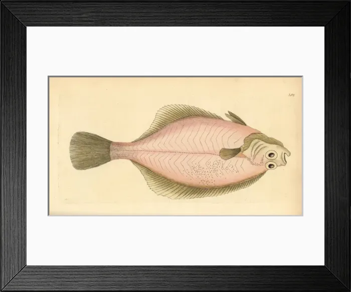 Framed Print : European flounder, Platichthys flesus Framed Print : European flounder, Platichthys flesus