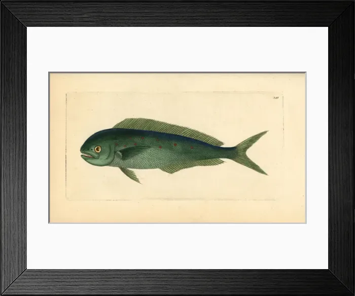Framed Print : Dolphinfish, Coryphaena hippurus Framed Print : Dolphinfish, Coryphaena hippurus