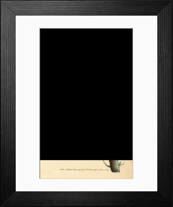 Framed Print : Jamaican or Cayman oriole, Icterus leucopteryx Framed Print : Jamaican or Cayman oriole, Icterus leucopteryx