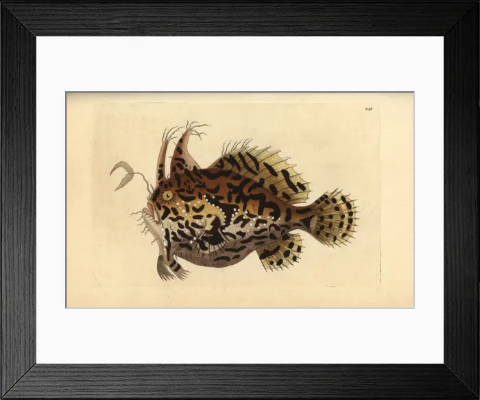 Framed Print : Sargassumfish, Histrio histrio Framed Print : Sargassumfish, Histrio histrio