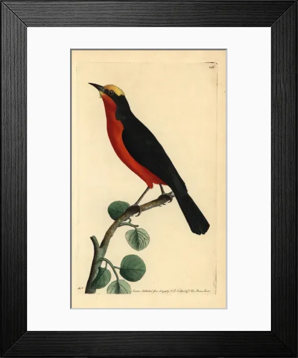 Framed Print : Yellow-crowned gonolek, Laniarius barbarus Framed Print : Yellow-crowned gonolek, Laniarius barbarus