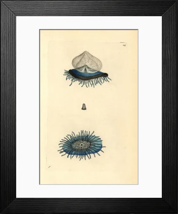 Framed Print : By-the-wind sailor, purple sail, little sail Framed Print : By-the-wind sailor, purple sail, little sail
