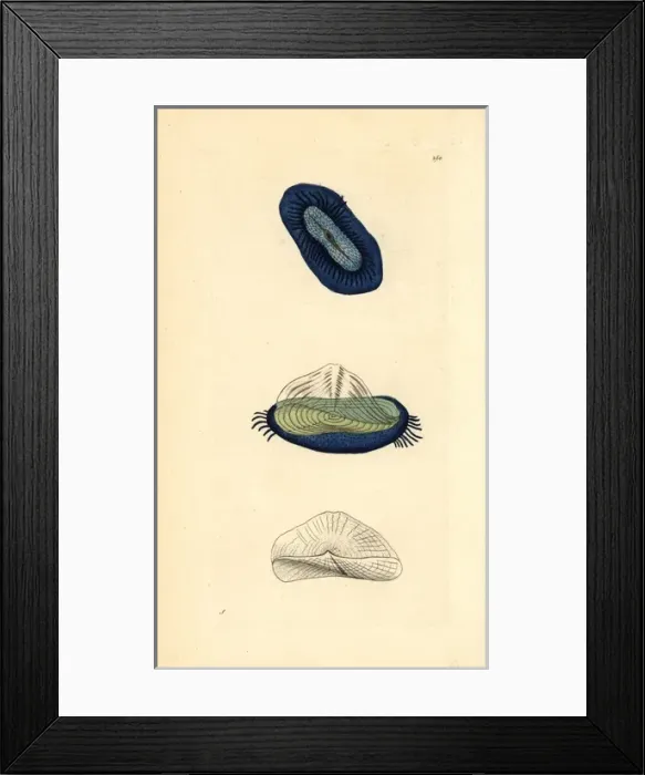 Framed Print : By-the-wind sailor, little sail, Velella velella Framed Print : By-the-wind sailor, little sail, Velella velella