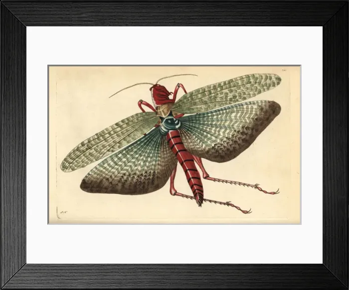 Framed Print : South american locust, Locusta cristata (Egyptian Framed Print : South american locust, Locusta cristata (Egyptian