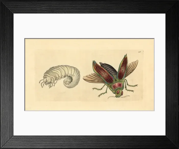 Framed Print : Giant metallic ceiba borer beetle, Euchroma gigantea Framed Print : Giant metallic ceiba borer beetle, Euchroma gigantea