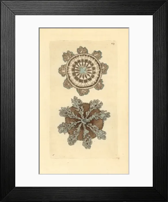 Framed Print : Upside-down jellyfish, Cassiopea andromeda Framed Print : Upside-down jellyfish, Cassiopea andromeda