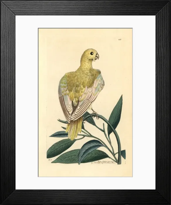 Framed Print : Blue parakeet, Psittacus pallidus, extinct Framed Print : Blue parakeet, Psittacus pallidus, extinct